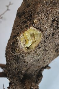 Ethonion cf. reichei, PL2546A, larva, in Pultenaea largiflorens root crown gall, SL, 5.2 × 1.3 mm